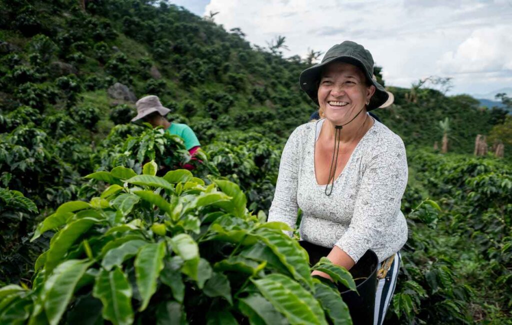 conoce el café de la región de huila