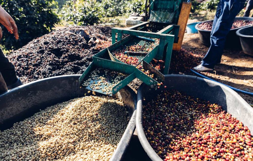 proceso de producción del café de especialidad