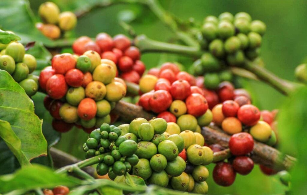 planta de café en verde de variedad arábica con notas afrutadas