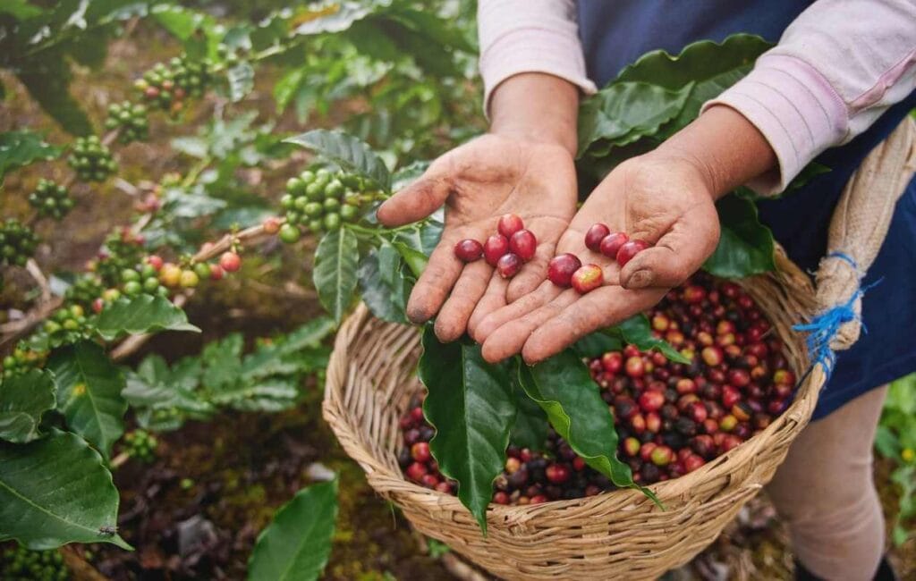 cafe en grano de variedad catuaí