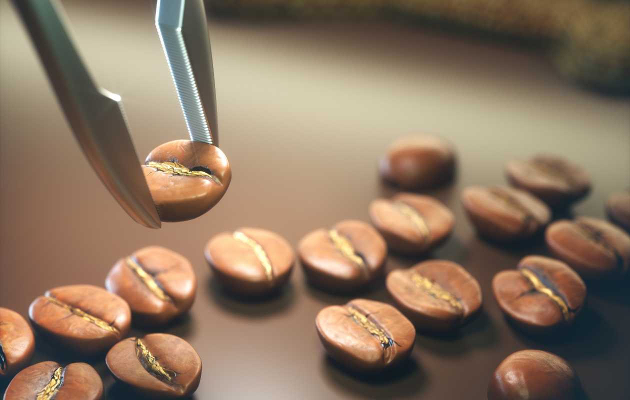 Pinzas seleccionando granos de café tostado sobre fondo claro para catálogo de especialidad.