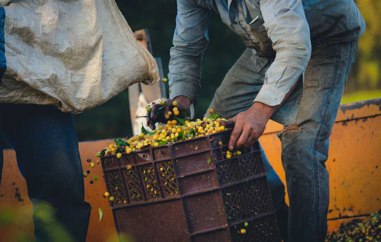 Primer plano de manos recolectando granos de café amarillos maduros de especialidad en una cesta de cosecha en Costa Rica para Memento Coffee
